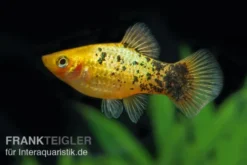 Gelber Calico Platy, Xiphophorus maculatus