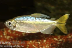 Gelber Kongosalmler, Hemigrammopetersius caudalis