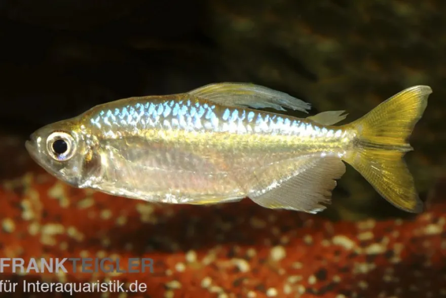 Gelber Kongosalmler, Hemigrammopetersius caudalis