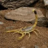 Gelber Mittelmeerskorpion, Leiurus quinquestriatus
