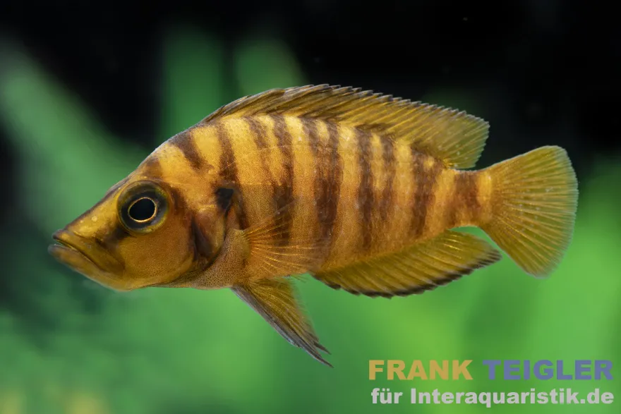 Gelber Perlhuhnbarsch, Altolamprologus calvus yellow