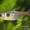 Gelber Phantomsalmler, Hyphessobrycon roseus