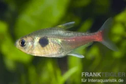Gelber Phantomsalmler, Hyphessobrycon roseus