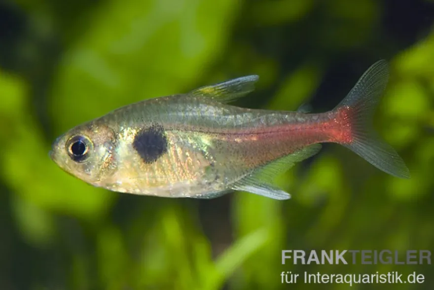 Gelber Phantomsalmler, Hyphessobrycon roseus