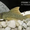 Gelber Phantomwels, L200a, Ancistrus sp., 6-8 cm