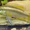 Gelber Purpurprachtbarsch, Pelvicachromis pulcher yellow, 4-6 cm