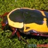 Gelber Rosenkäfer, Pachnoda aemula