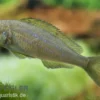 Gelber Sandcichlide, Xenotilapia flavipinnis