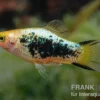 Gelber Tuxedo Komet Platy, Xiphophorus maculatus