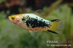 Gelber Tuxedo Komet Platy, Xiphophorus maculatus
