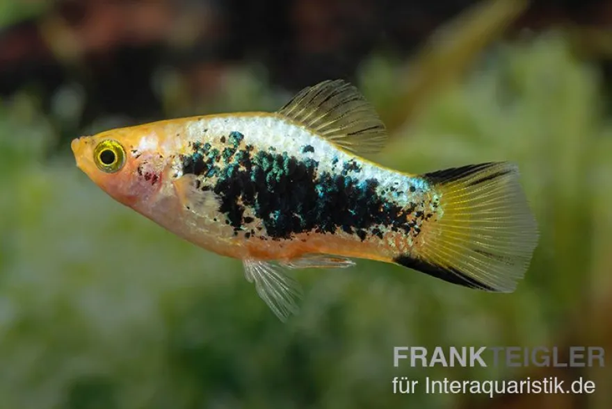 Gelber Tuxedo Komet Platy, Xiphophorus maculatus