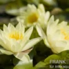 Gelbe Seerose, Nymphaea sp. "Sulphurea", Knolle