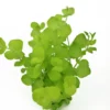 Gelbes Pfennigkraut, Lysimachia nummularia Aurea, Bund
