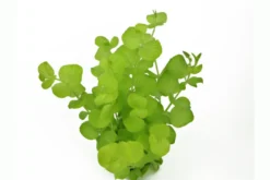 Gelbes Pfennigkraut, Lysimachia nummularia aurea, im Topf