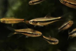 Gelbflossenelritze, Notropis lutipinnis (Kaltwasser & Warmwasser), Weißflossenelritze