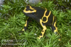Gelbgebänderter Baumsteiger, Dendrobates leucomelas "Puerto Ayacucho"