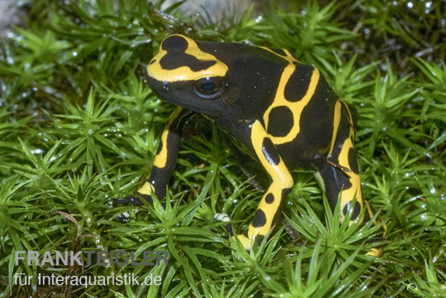 Gelbgebänderter Baumsteiger, Dendrobates leucomelas "Puerto Ayacucho"