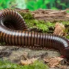 Gelbgebänderter Riesentausendfüßer, Pelmatojulus ligulatus
