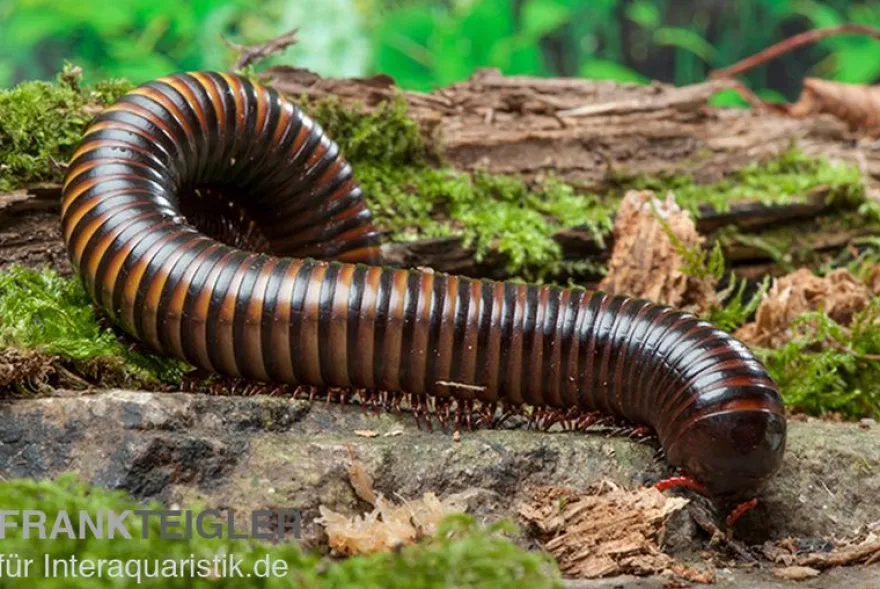 Gelbgebänderter Riesentausendfüßer, Pelmatojulus ligulatus
