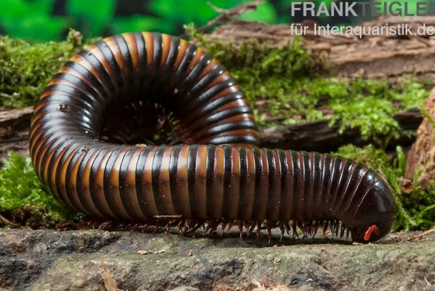 Gelbgebänderter Riesentausendfüßer, Pelmatojulus ligulatus
