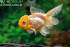 Gelbkopforanda, Carassius auratus (Kaltwasser)