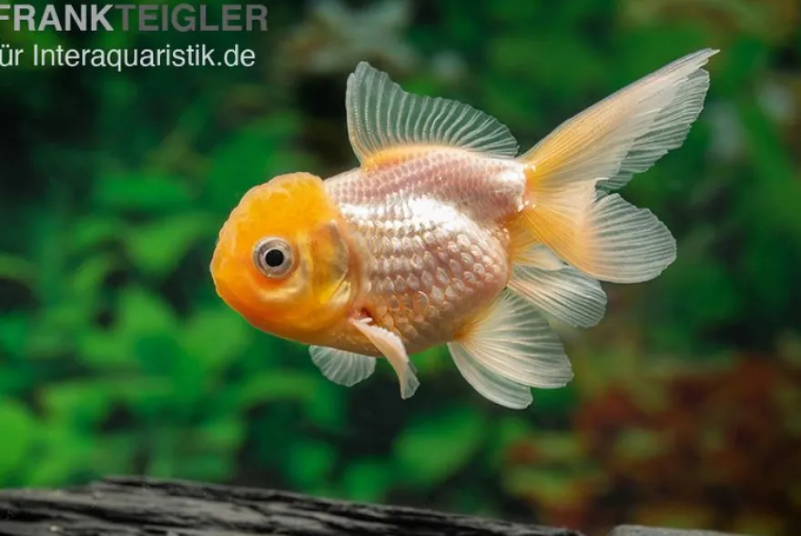 Gelbkopforanda, Carassius auratus (Kaltwasser)