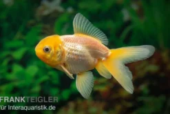 Gelbkopforanda, Carassius auratus (Kaltwasser)