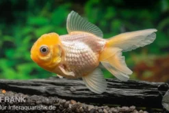 Gelbkopforanda, Carassius auratus (Kaltwasser)