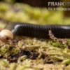 Gelbkopf Tausendfüßer, Spirobolus sp. "Yellow Head"