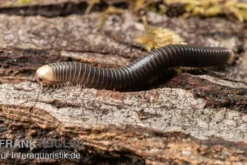 Gelbkopf Tausendfüßer, Spirobolus sp.