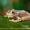 Gelbpunktriedfrosch, Heterixalus alboguttatus