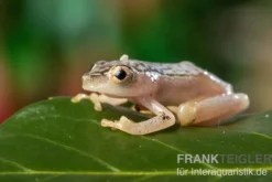 Gelbpunktriedfrosch, Heterixalus alboguttatus