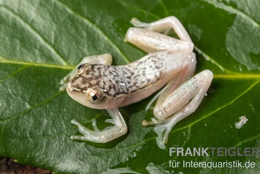 Gelbpunktriedfrosch, Heterixalus alboguttatus