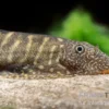 Gelbschwanz Flossensauger, Pseudogastromyzon viriosus