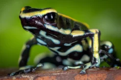 Gelbstreifen Baumsteiger, Dendrobates truncatus