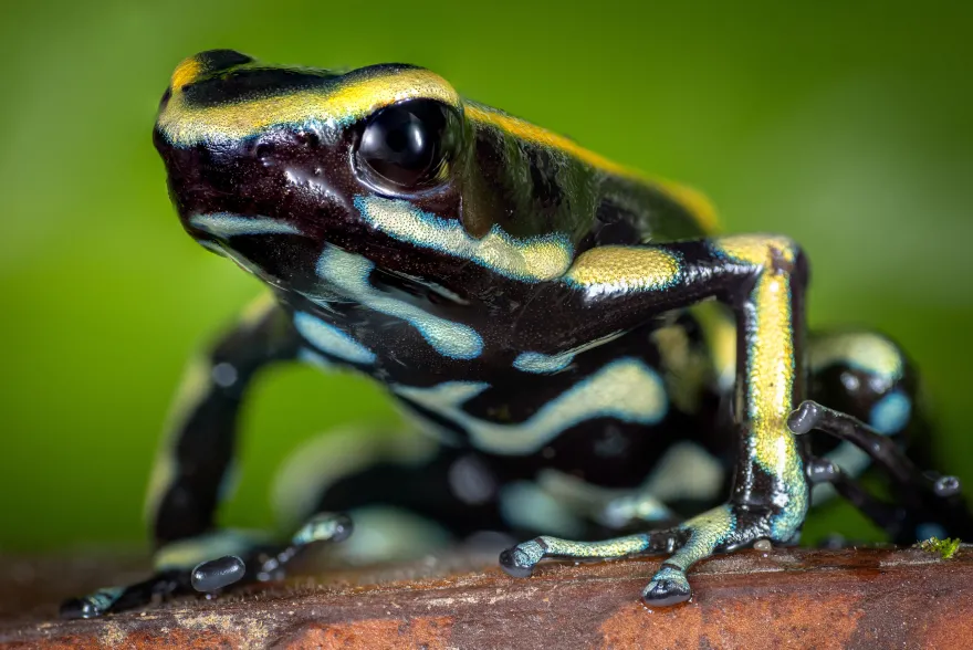 Gelbstreifen Baumsteiger, Dendrobates truncatus