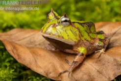 Gemalter Hornfrosch (grün), Ceratophrys cornuta green