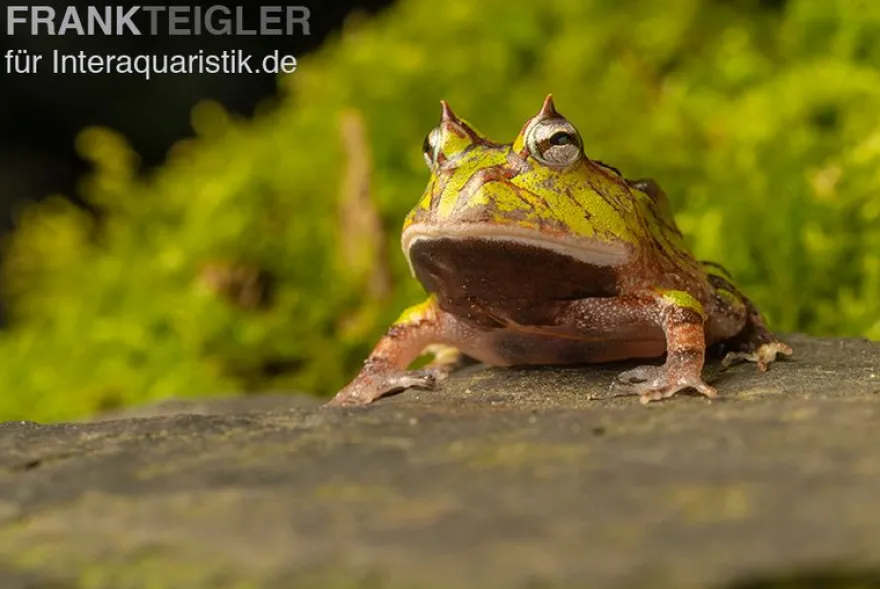 Gemalter Hornfrosch (grün), Ceratophrys cornuta green