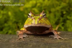 Gemalter Hornfrosch (grün), Ceratophrys cornuta green