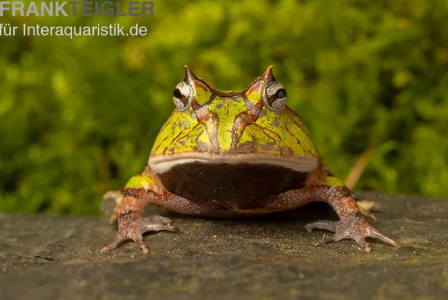 Gemalter Hornfrosch (grün), Ceratophrys cornuta green