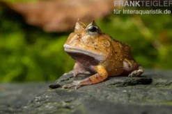 Gemalter Hornfrosch (red), Ceratophrys cornuta