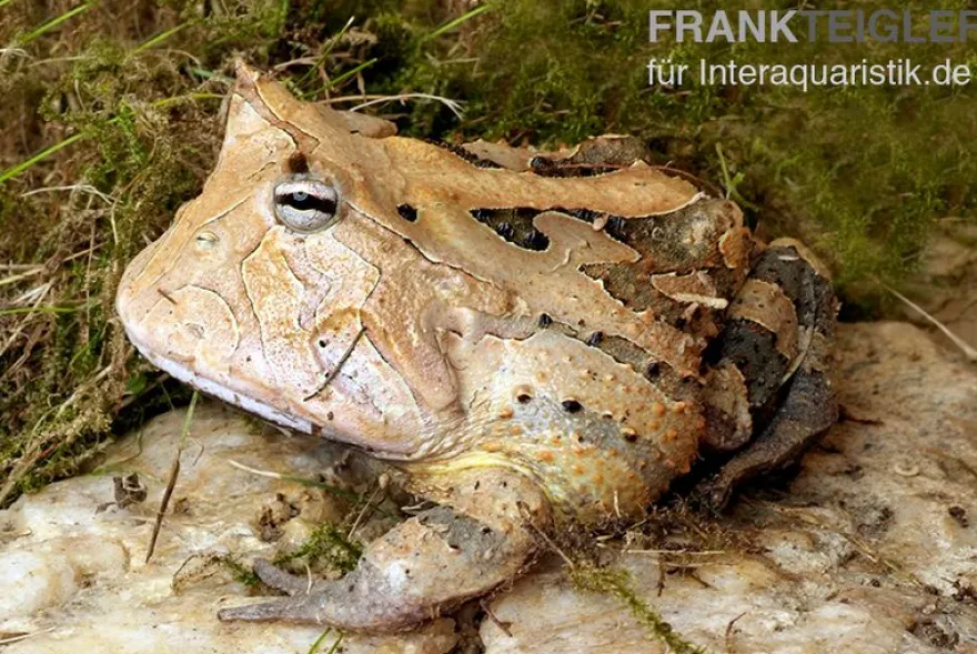 Gemalter Hornfrosch (red), Ceratophrys cornuta