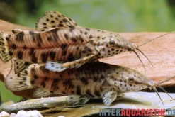 Gemalter Schwielenwels, Hoplosternum thoracatum