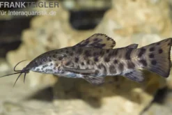 Gemalter Schwielenwels, Hoplosternum thoracatum