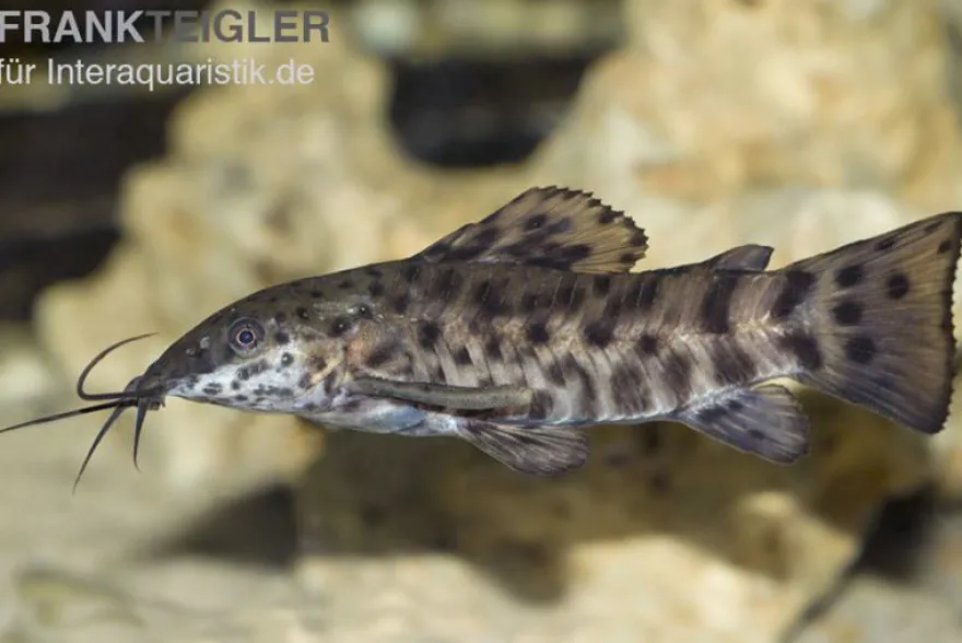 Gemalter Schwielenwels, Hoplosternum thoracatum
