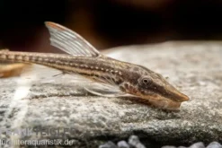 Gemeiner Bartwels, Sturisoma barbatum