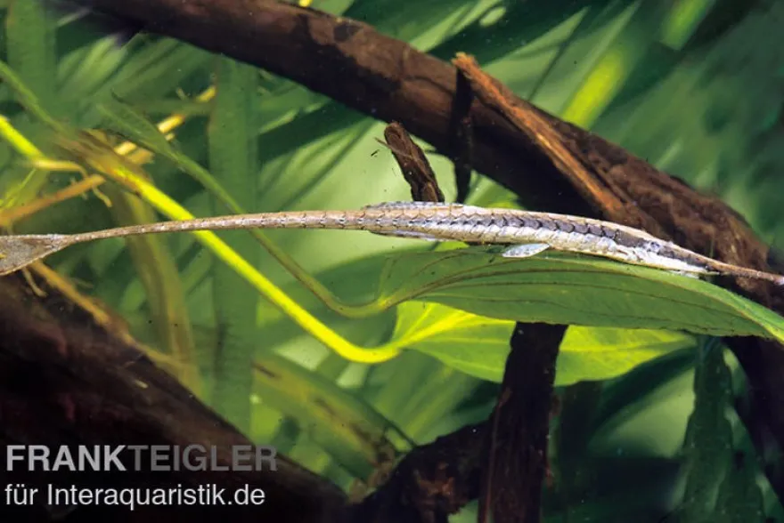 Gemeiner Nadelwels, Farlowella acus