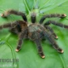Gemeine Vogelspinne, Avicularia avicularia