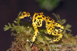 Genetzter Baumsteiger, Dendrobates leucomelas "Bolivar"