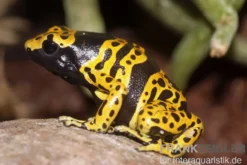 Genetzter Baumsteiger, Dendrobates leucomelas "Bolivar"